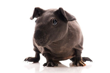 Fototapeta premium skinny guinea pig isolated on the white background