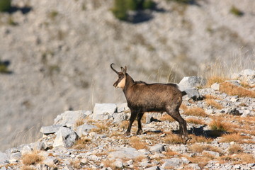 chamois