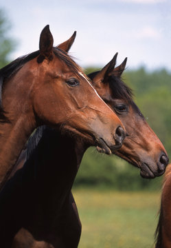 deux t&ecirc;tes de cheval de selle fran&ccedil;ais de profil