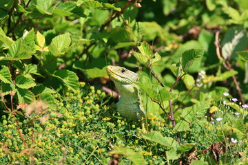 Lézard