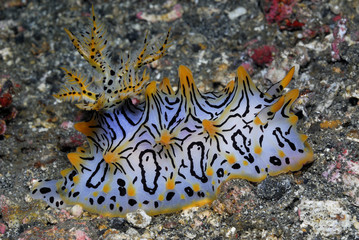 Nudibranch 