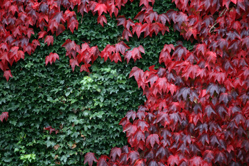 Red Green Ivy