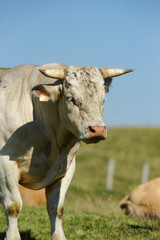 Animal ferme vache 60