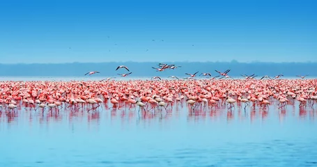 Vlies Fototapete Flamingo Afrikanische Flamingos