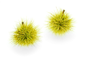 chestnuts