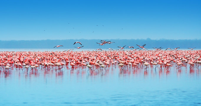 Fototapeta African flamingos