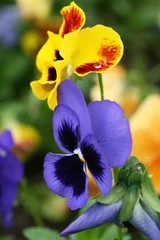 Couple of pansies