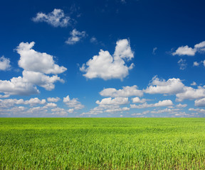 Obraz premium green field and blue sky.