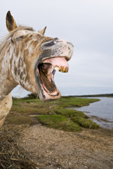 appaloosa horse yawning in comical way.