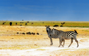 African wild zebras