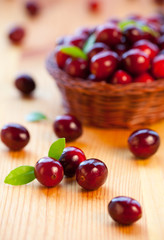 Fresh red cranberries
