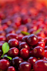 Fresh red cranberries