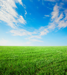 Obraz premium Field of grass and blue sky with white cloud