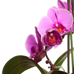 fragment of pink orchid isolated  on white background