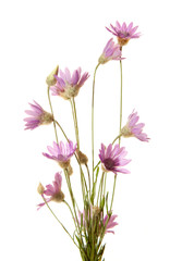 Wildflowers isolated on white background. Immortelle