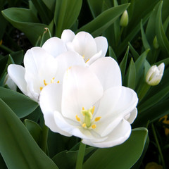 Washington Large White tulips 2010