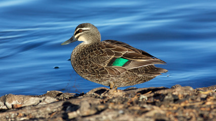Pacific Black Duck