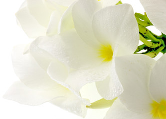 fleurs immaculées de frangipanier