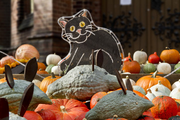 2010_pumpkinfield_micecat