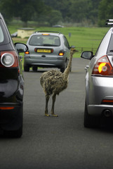 ostrich safari