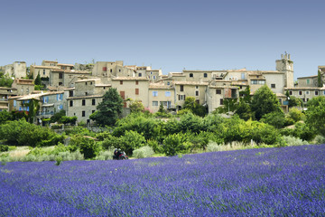 lavender fields hilltown provence france