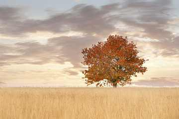 Plakaty  Drzewo jesienią