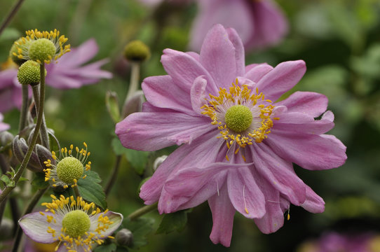 Anemone x hybrida / An&eacute;mone du Japon 'Pamina'