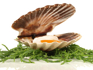 Jakobsmuschel auf Algen