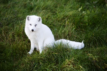 Crédence de cuisine en verre imprimé Loup White Wolf