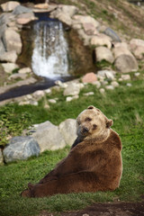 Brown Bear