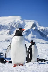 Fotobehang Twee pinguïns © Goinyk