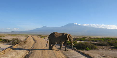 Elefante africano Parco Amboseli Kenya © Gianfranco Bella