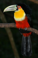Channel billed toucan
