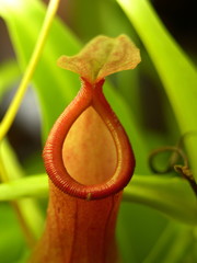 Kannenpflanze mit M&uuml;cke