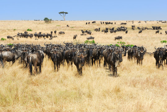 Fototapeta African landscape with antelopes gnu