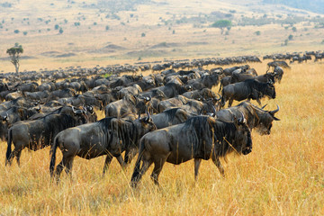 Great migration of antelopes wildebeest, Kenya