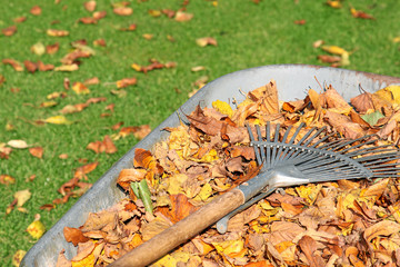 Herbstlaub