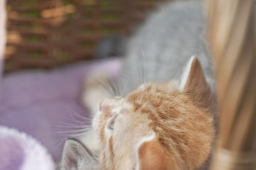 Babykatze nach oben schauend