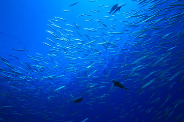Fototapeta na wymiar Ławica Yellowtail Barracudas ryb