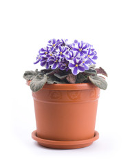 Photo of viola sororia flower