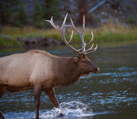 Elk crossing a river