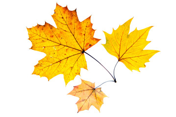 drei Herbstblätter