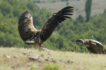 Griffon Vulture