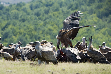 Griffon Vulture fight for food