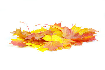 autumn maple leaves