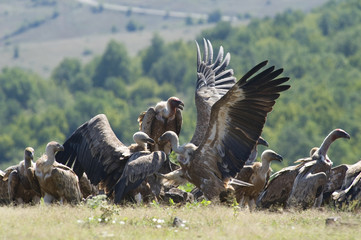 Griffon Vulture fight for food
