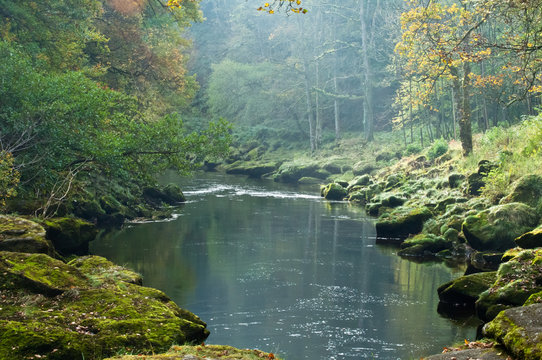 Woodland River 2
