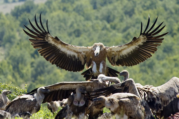 Griffon Vulture in flight