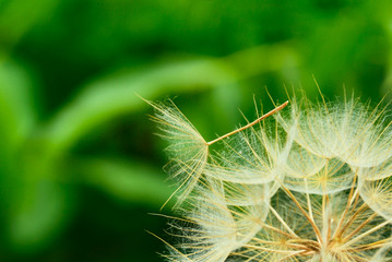 Dandelion close up against the nature