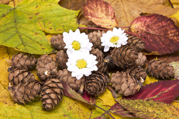 young daisy and cones, autumn composition
